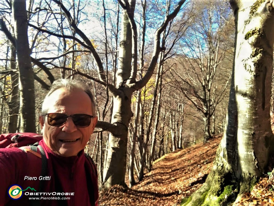 26 Bello camminare nella faggeta su tappeto di foglie !.jpg